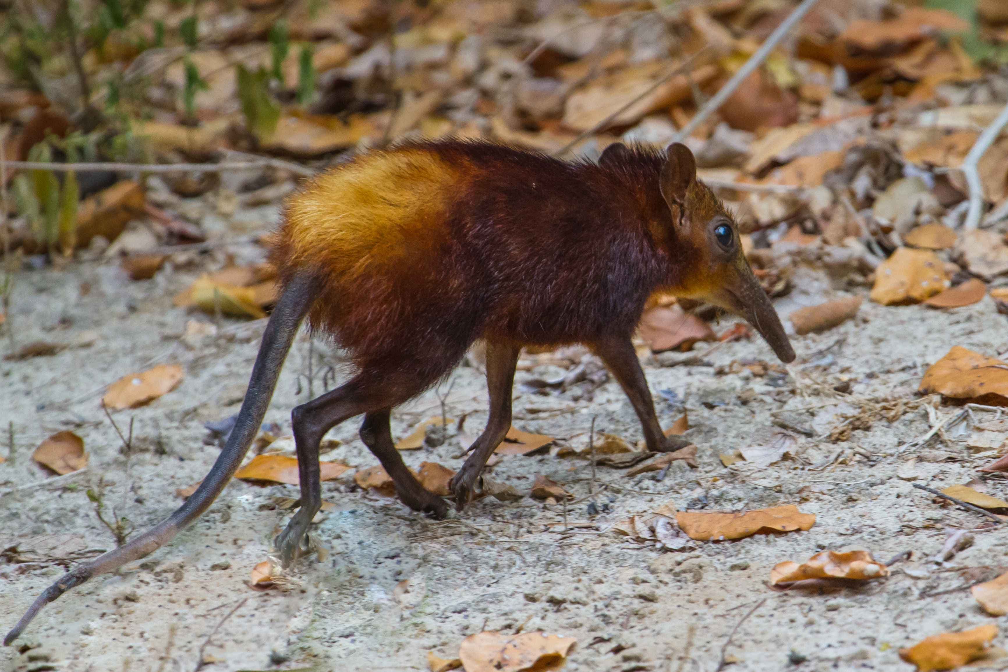 Golden-rumped elephant shrew walking away