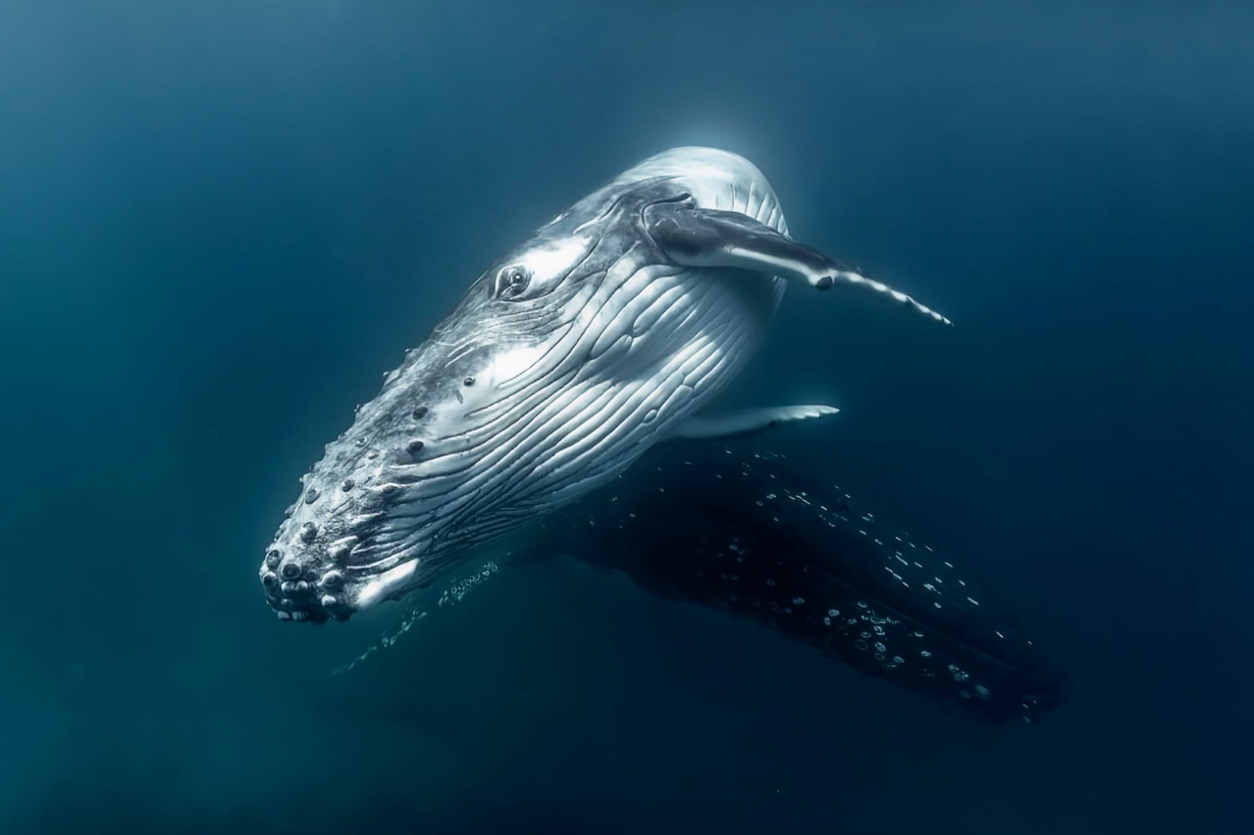 Humpback Whale Swimming