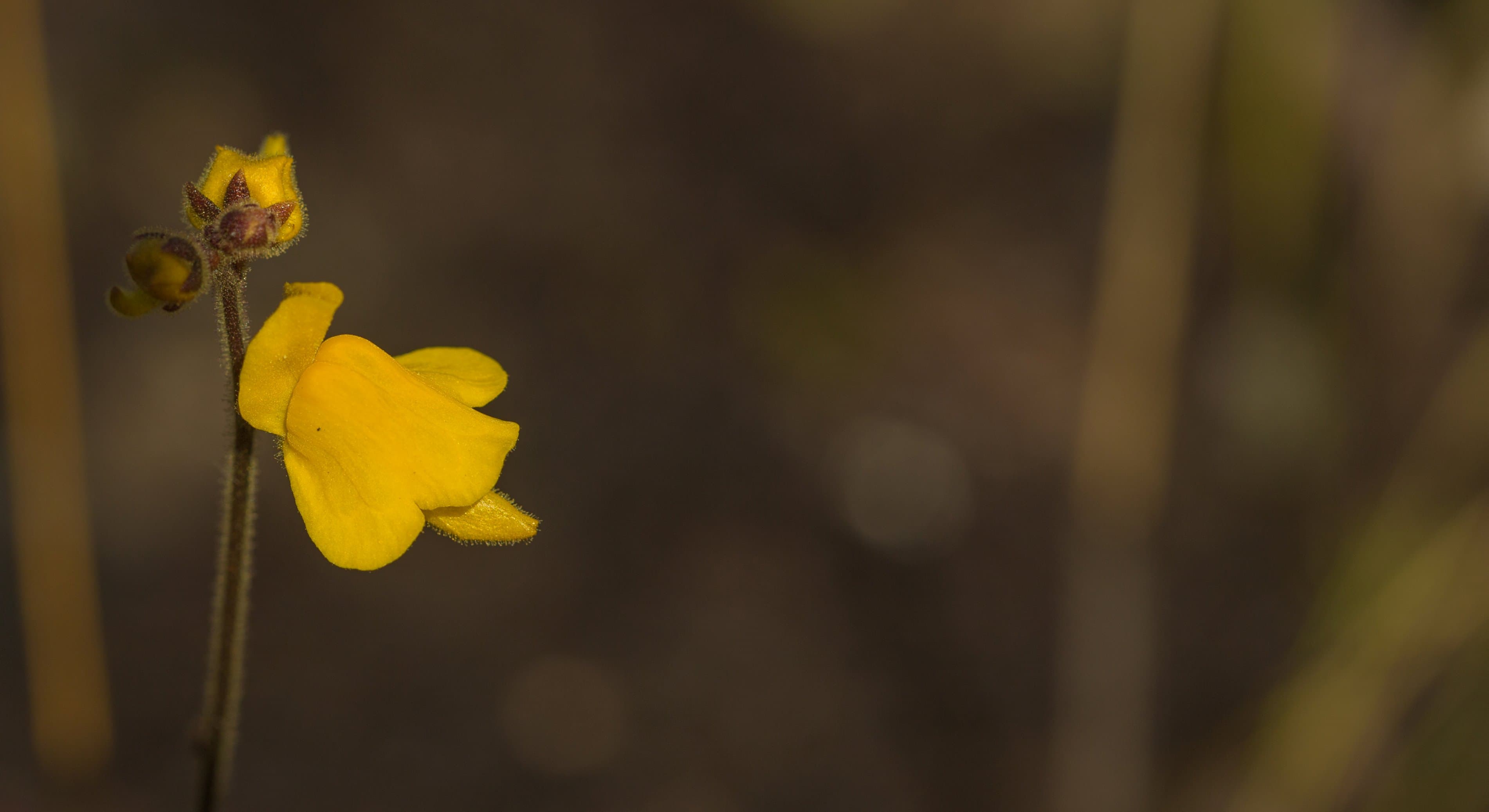 A yellow-flowered corkscrew plant, Genlisea aurea