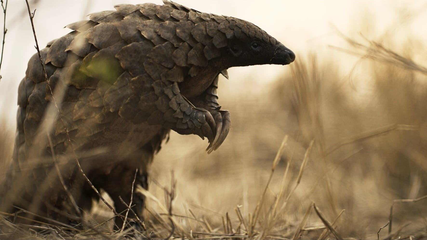 Pangolin standing on back legs

