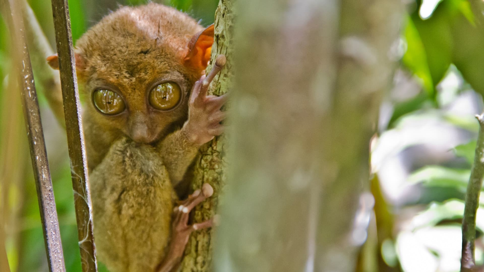 Philippine tarsier looking down from the trees