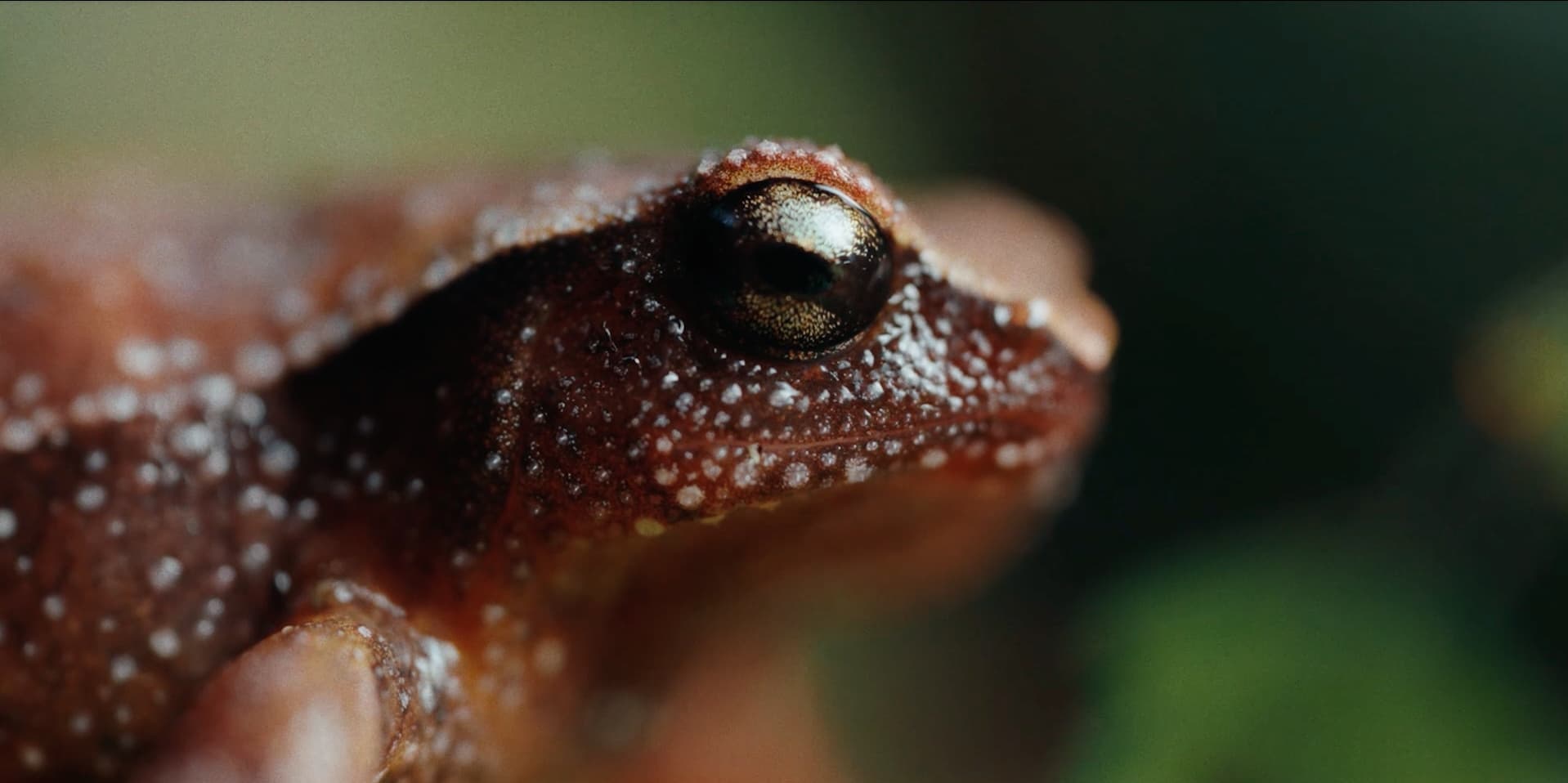 Close up of the eye of a Cameron highland sticky frog