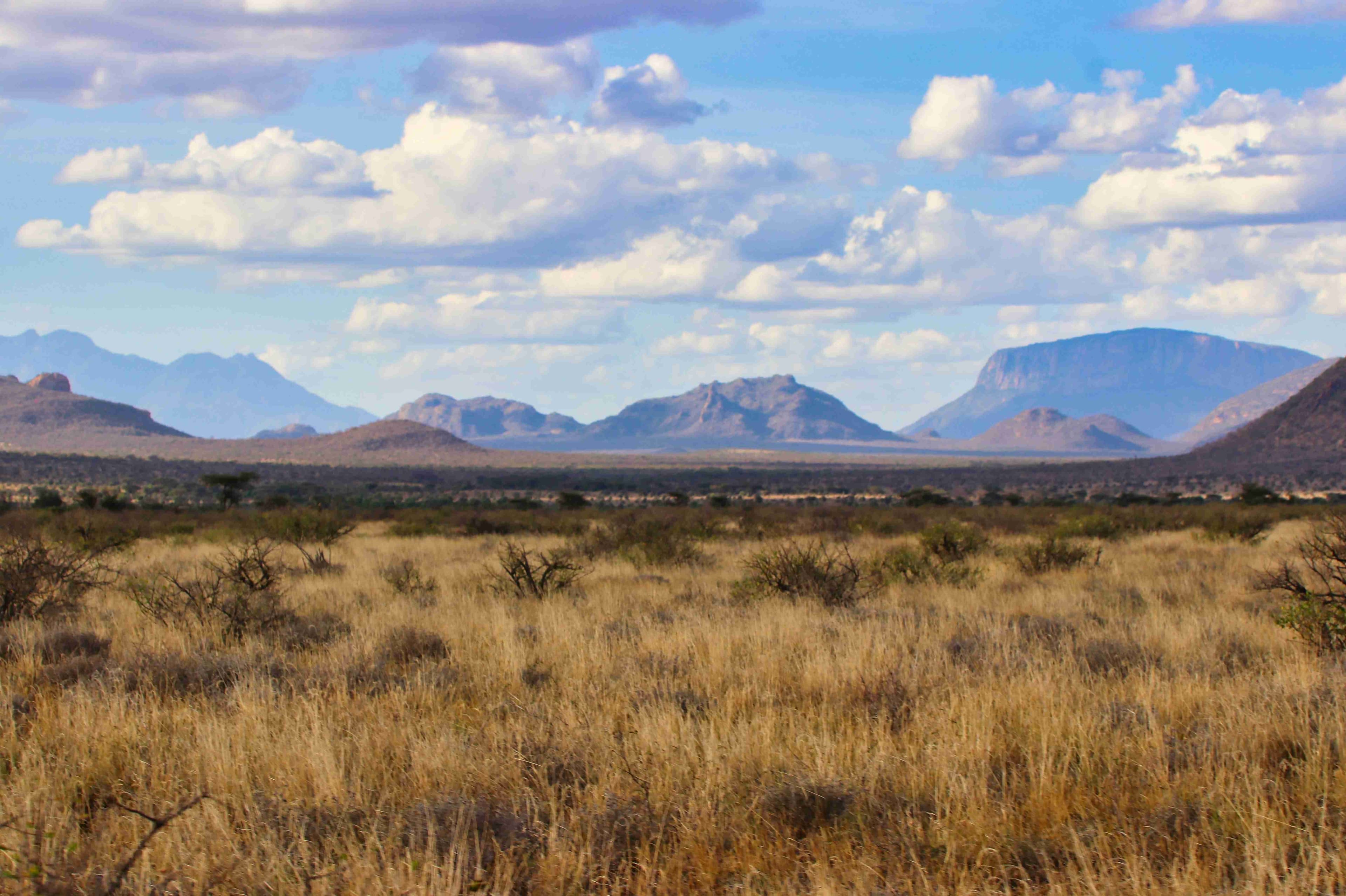 A potential habitat for the golden-rumped elephant shrew - a dry scrubland in Kenya