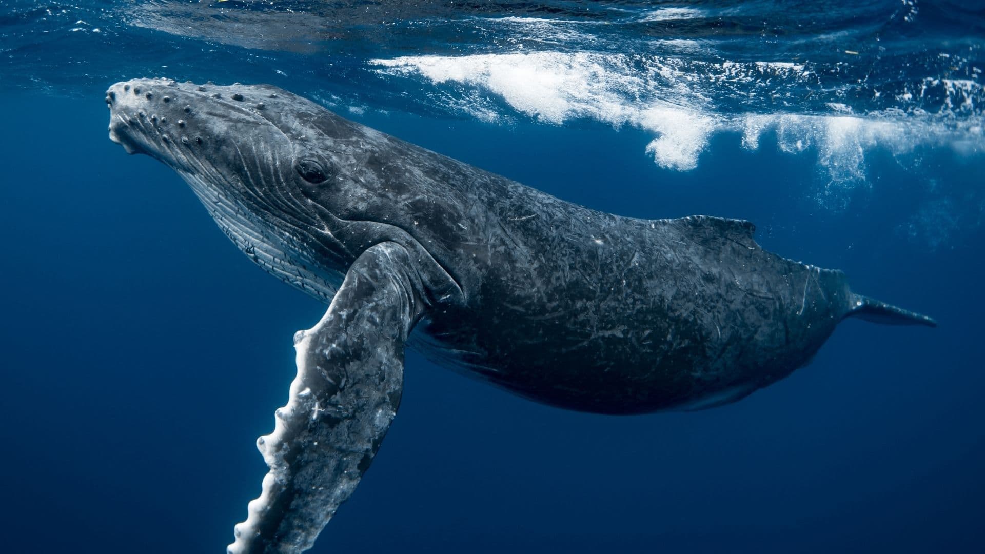 Humpback whale underwater