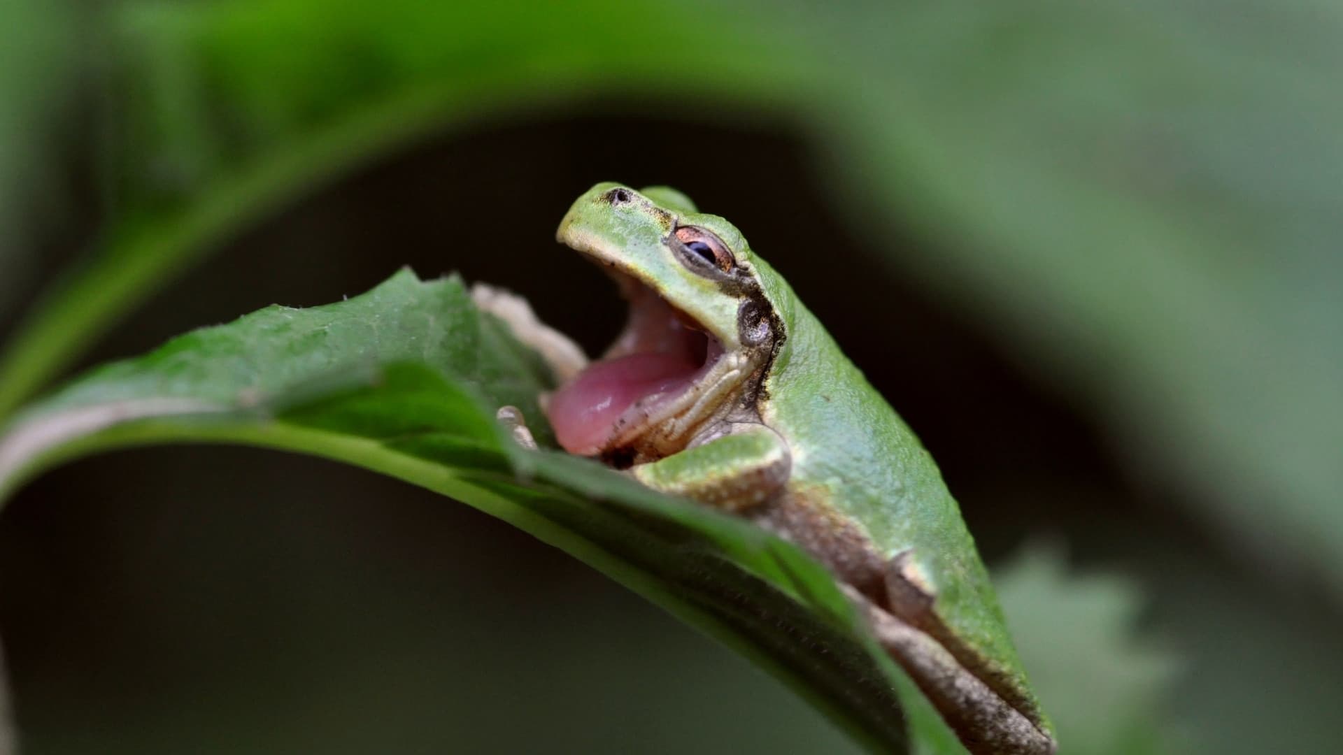 Japanese Tree frog yawning mouth open