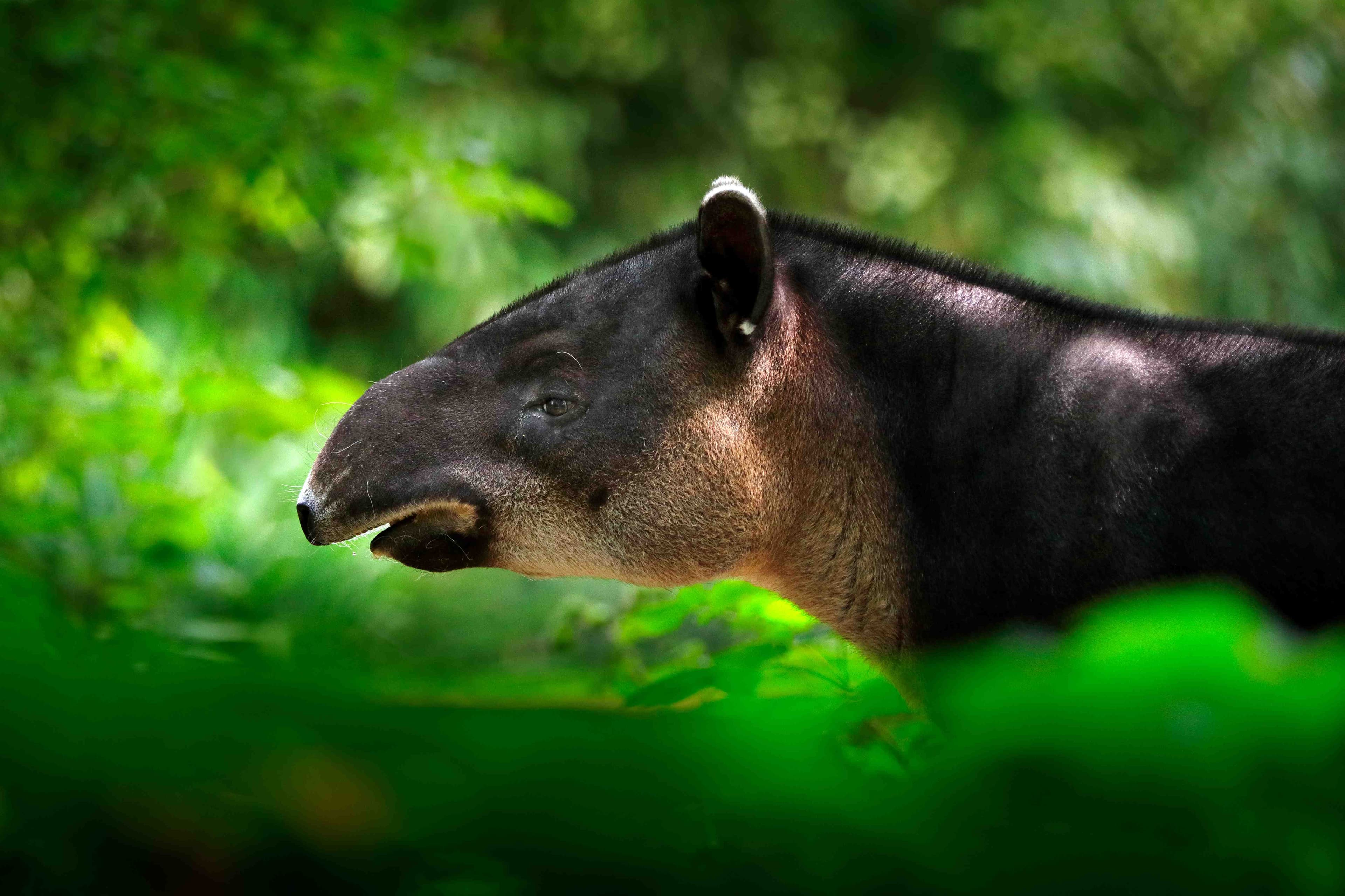 Close up of bairds tapir