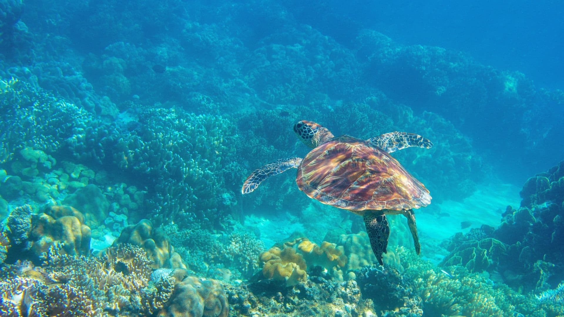 A Green Sea Turtle swimming