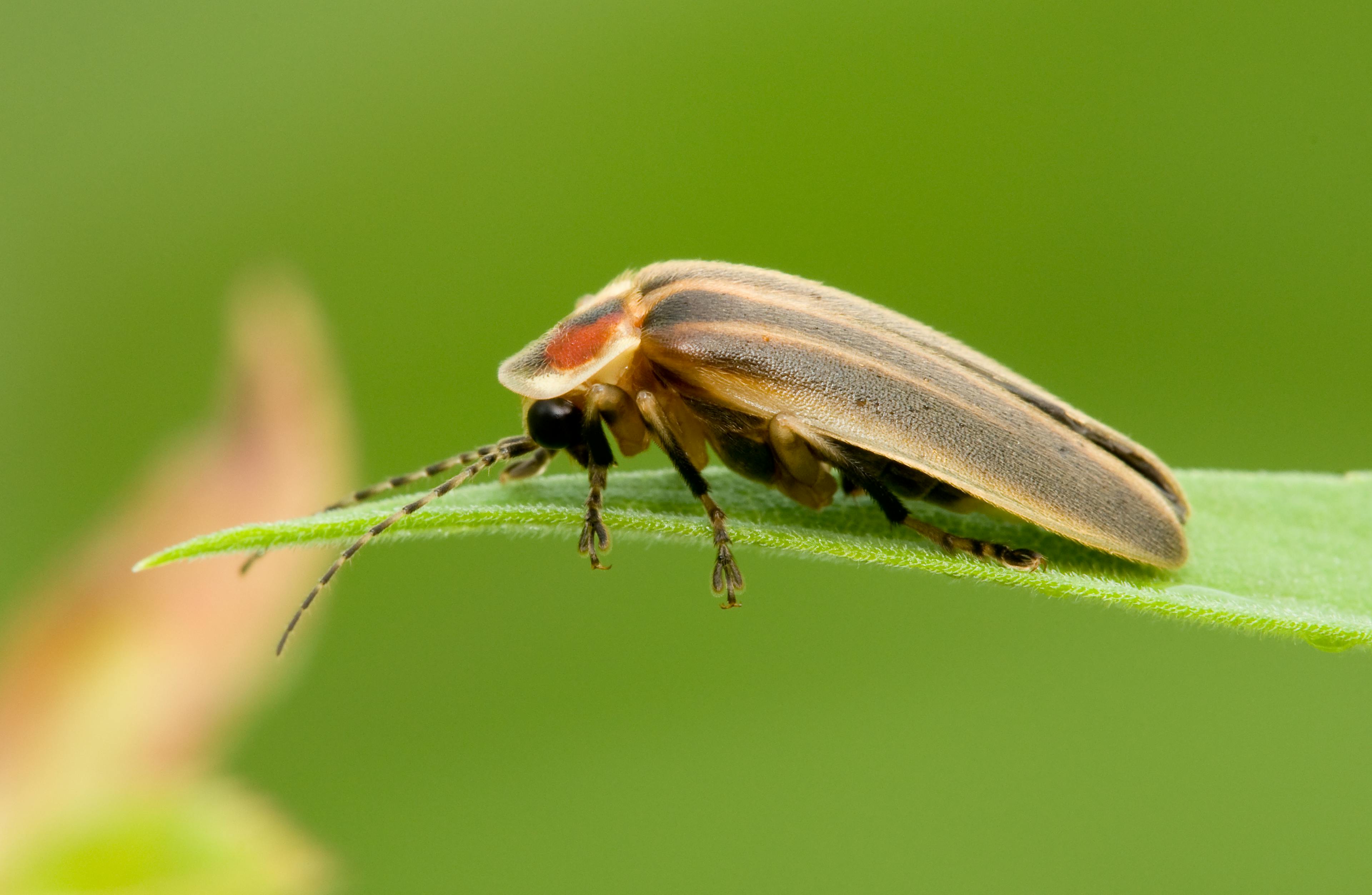 A firefly resting on a blade of grass 