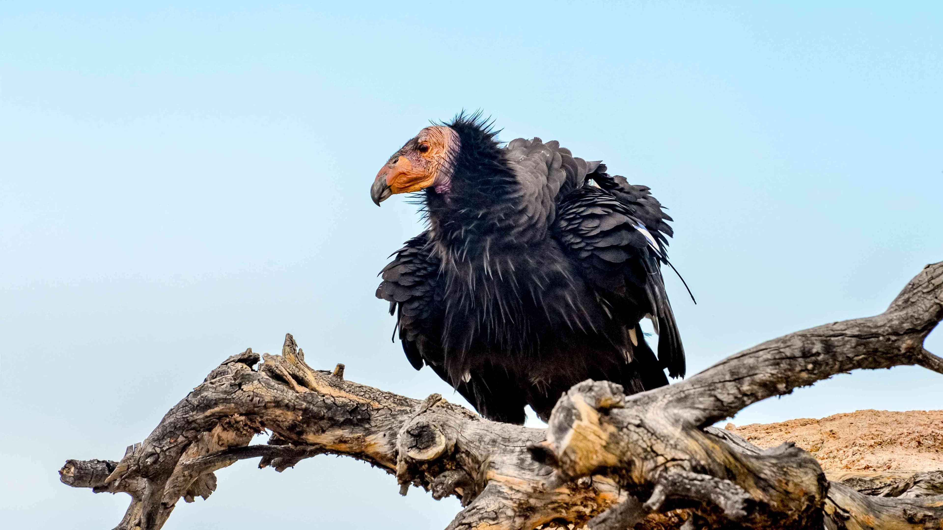 California condor perched on a tree branch