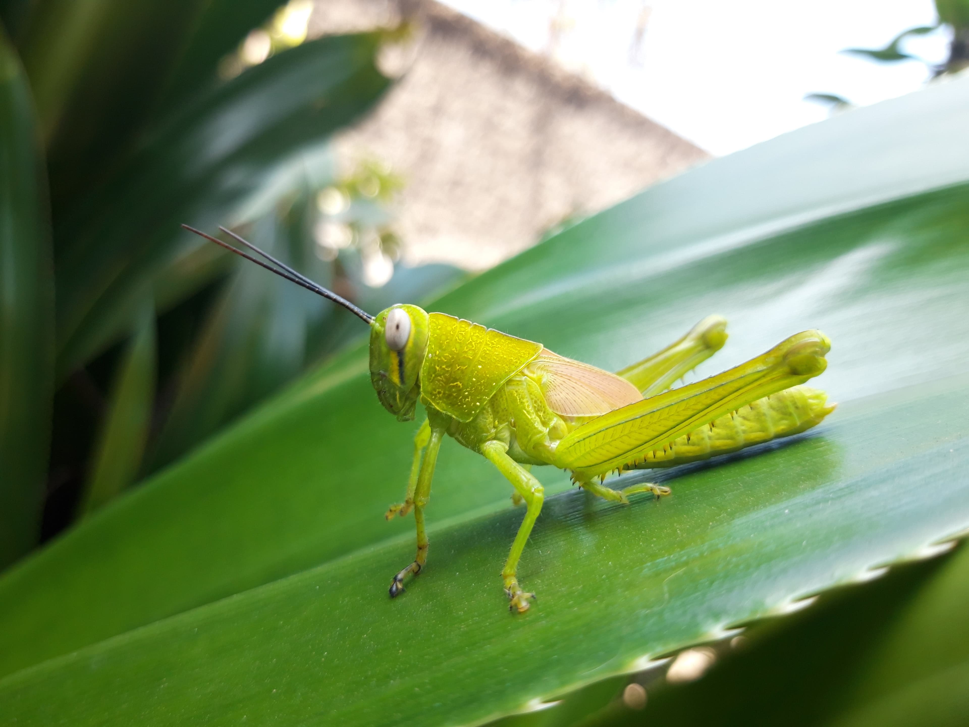 Green grasshopper sitting on a delicate green plant leaf in blurred wild nature background