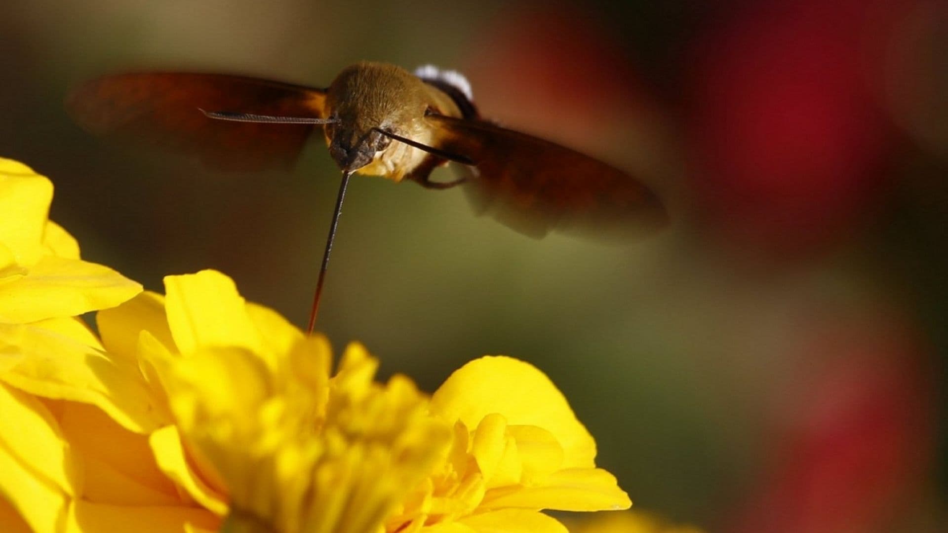 A Convolvulus Hawk-moth feeding on a flower with its long proboscis 