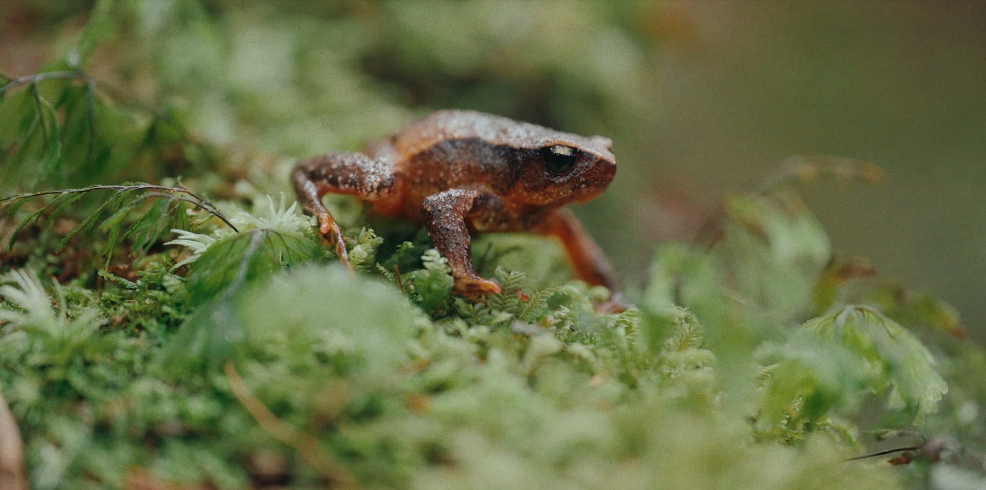 Cameron highland sticky frog in the undergrowth 