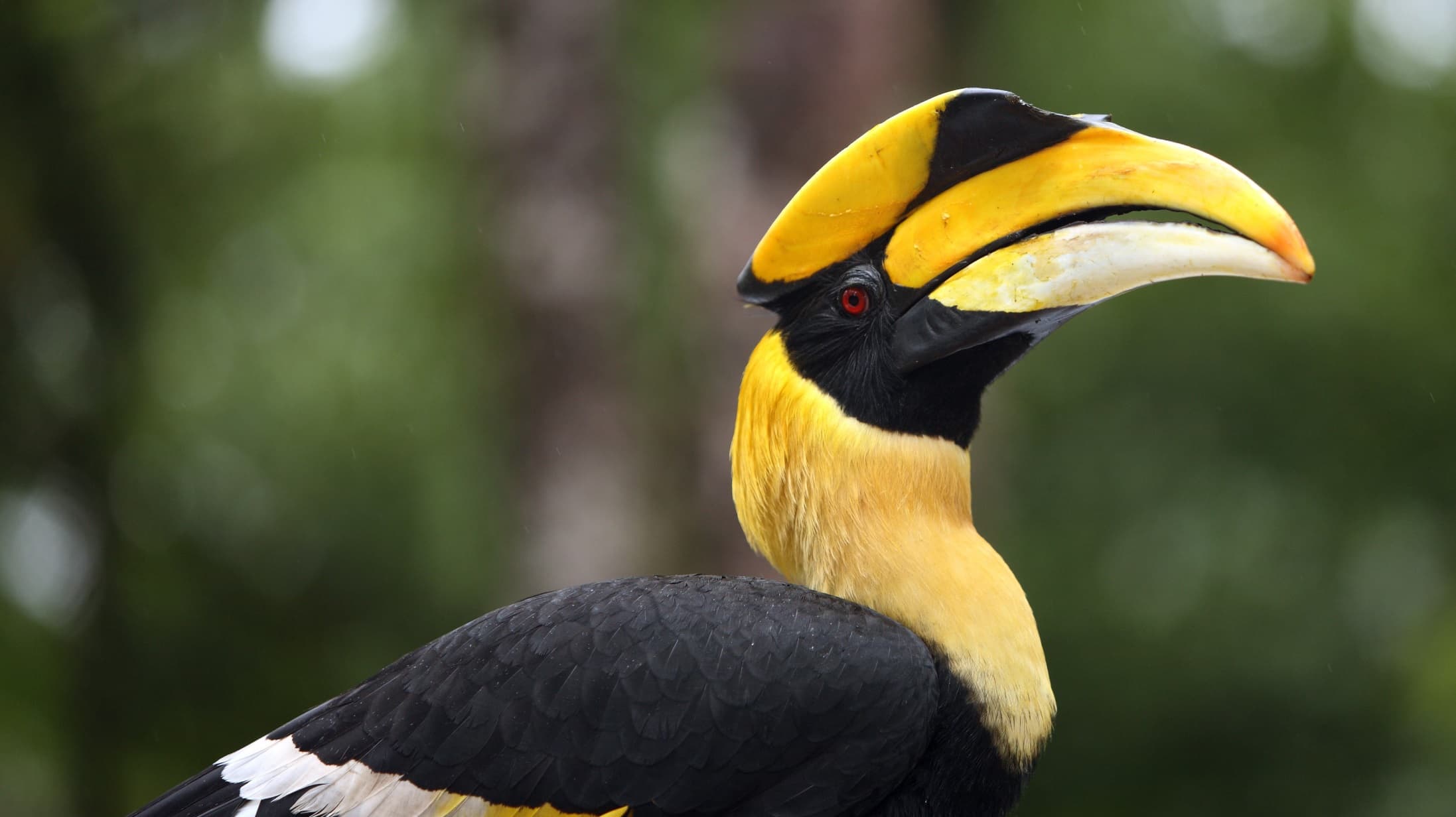 Close up of a great hornbill