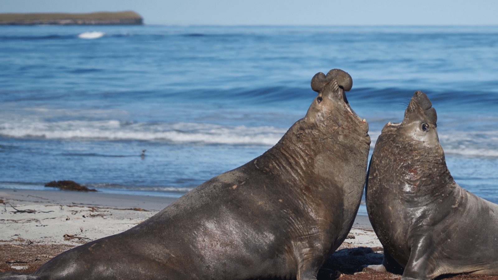 Elephant Seal