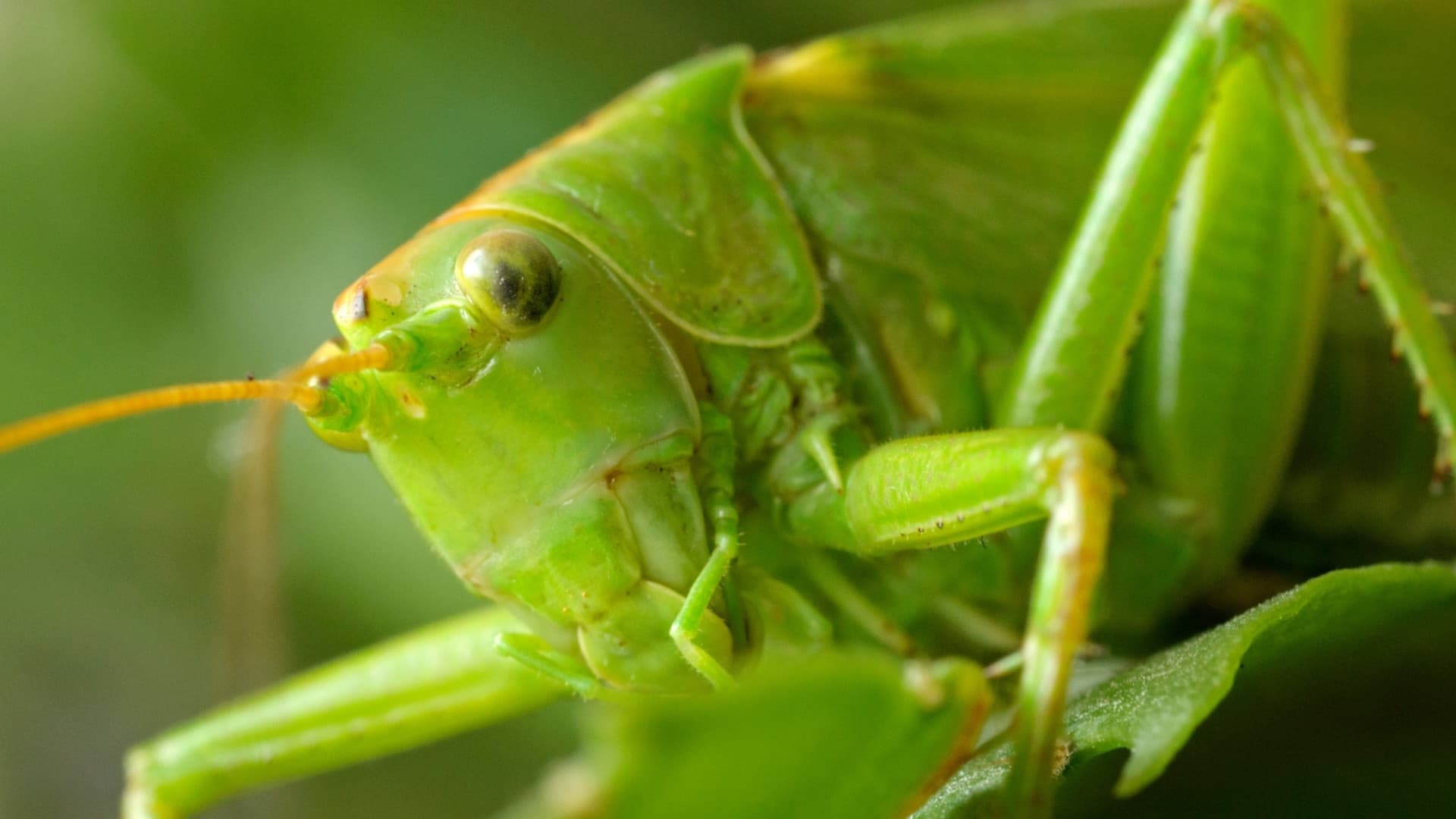 Close-up of a grasshoppers face