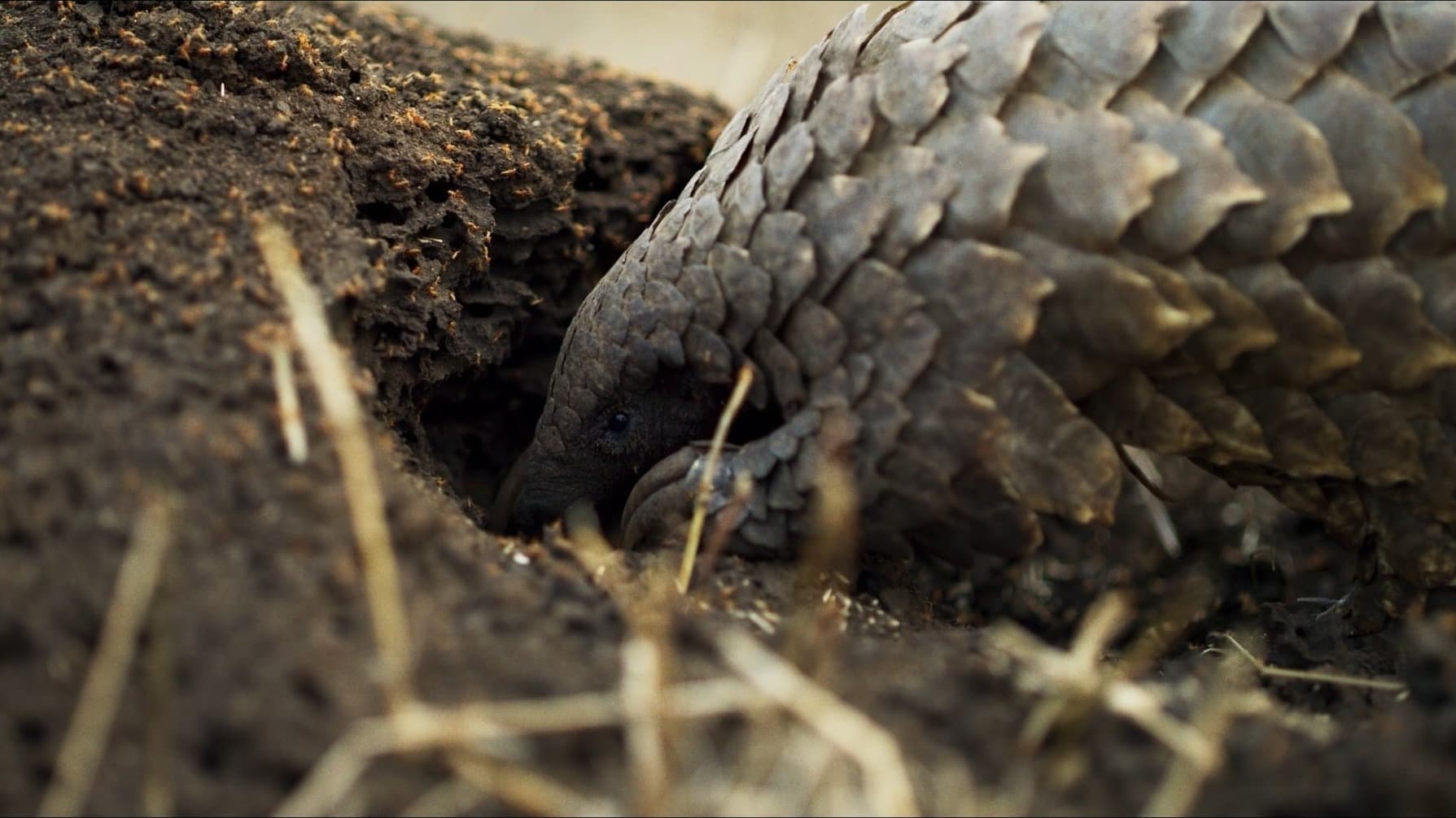 Close up of temmincks pangolin feeding/digging at an ants nest