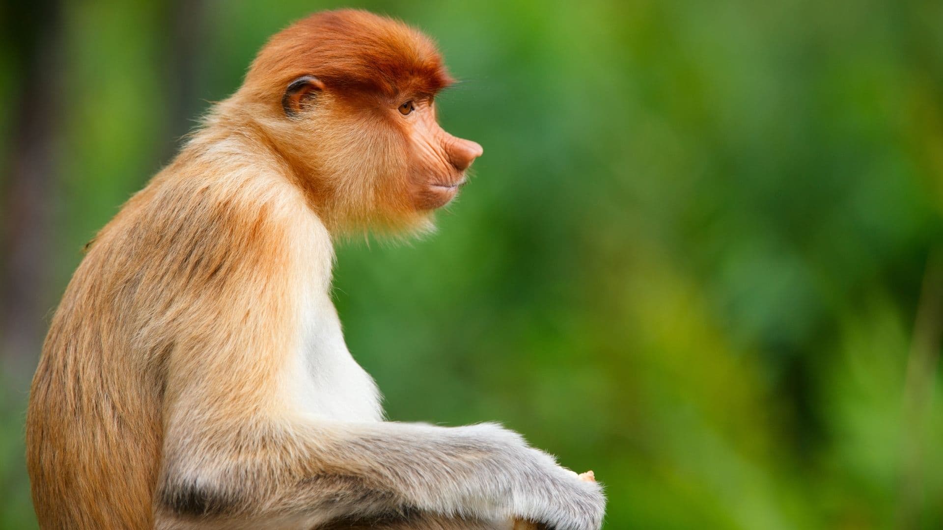 female proboscis monkey