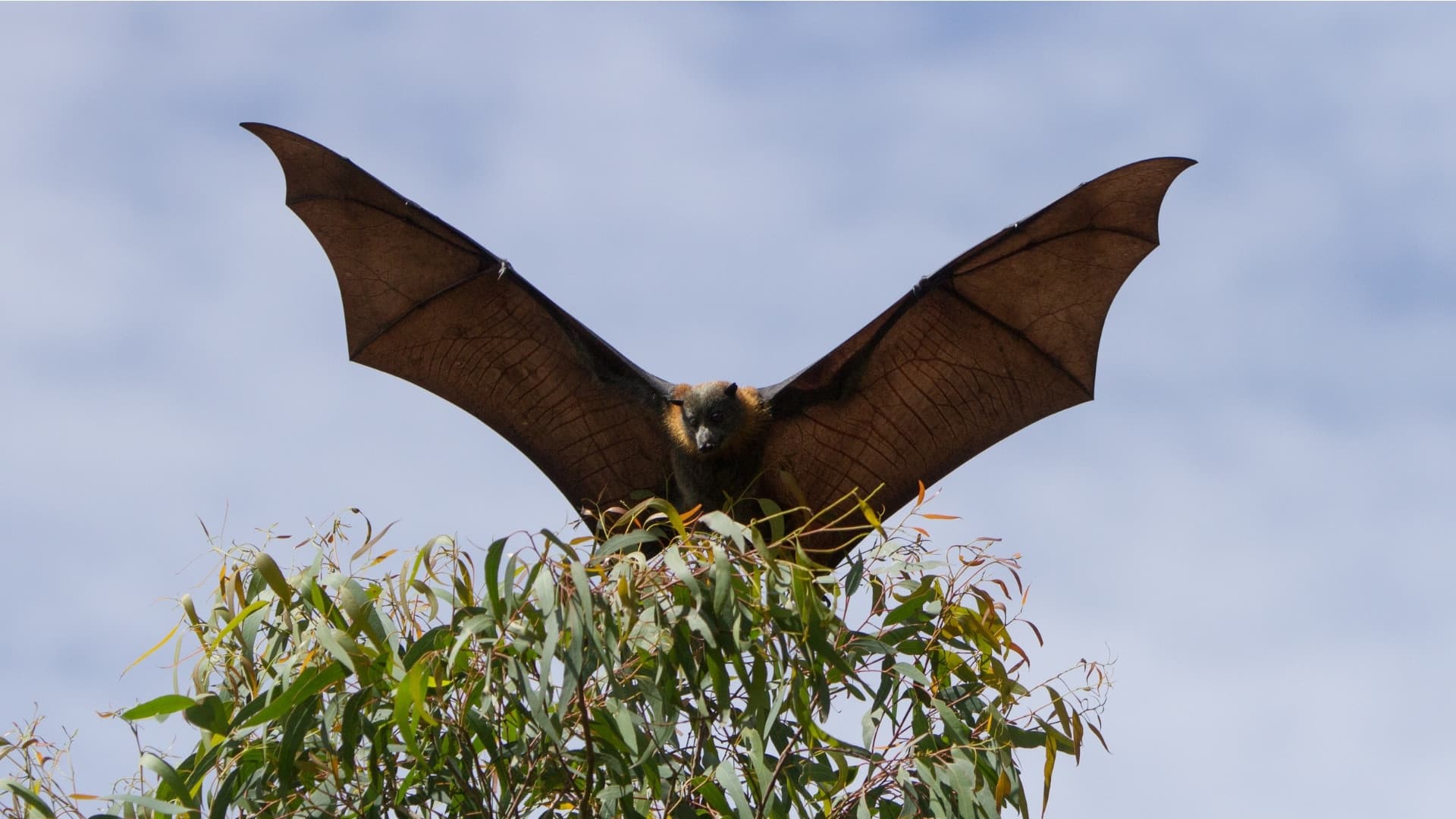 Grey-headed flying fox landing on top of a tree